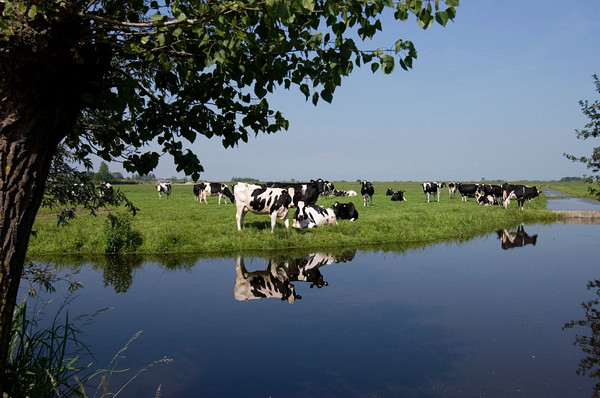 koeien bij sloot