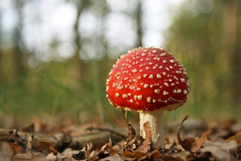 herfst paddenstoel paddestoel rood met witte stippen