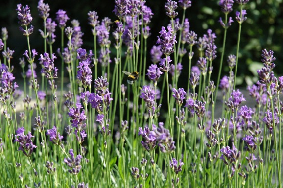 kleuren kleur lavendel