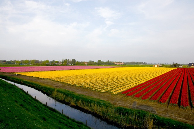 tulpenvelden bollenvelden