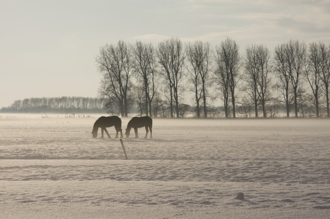 winter friese paarden in sneeuw